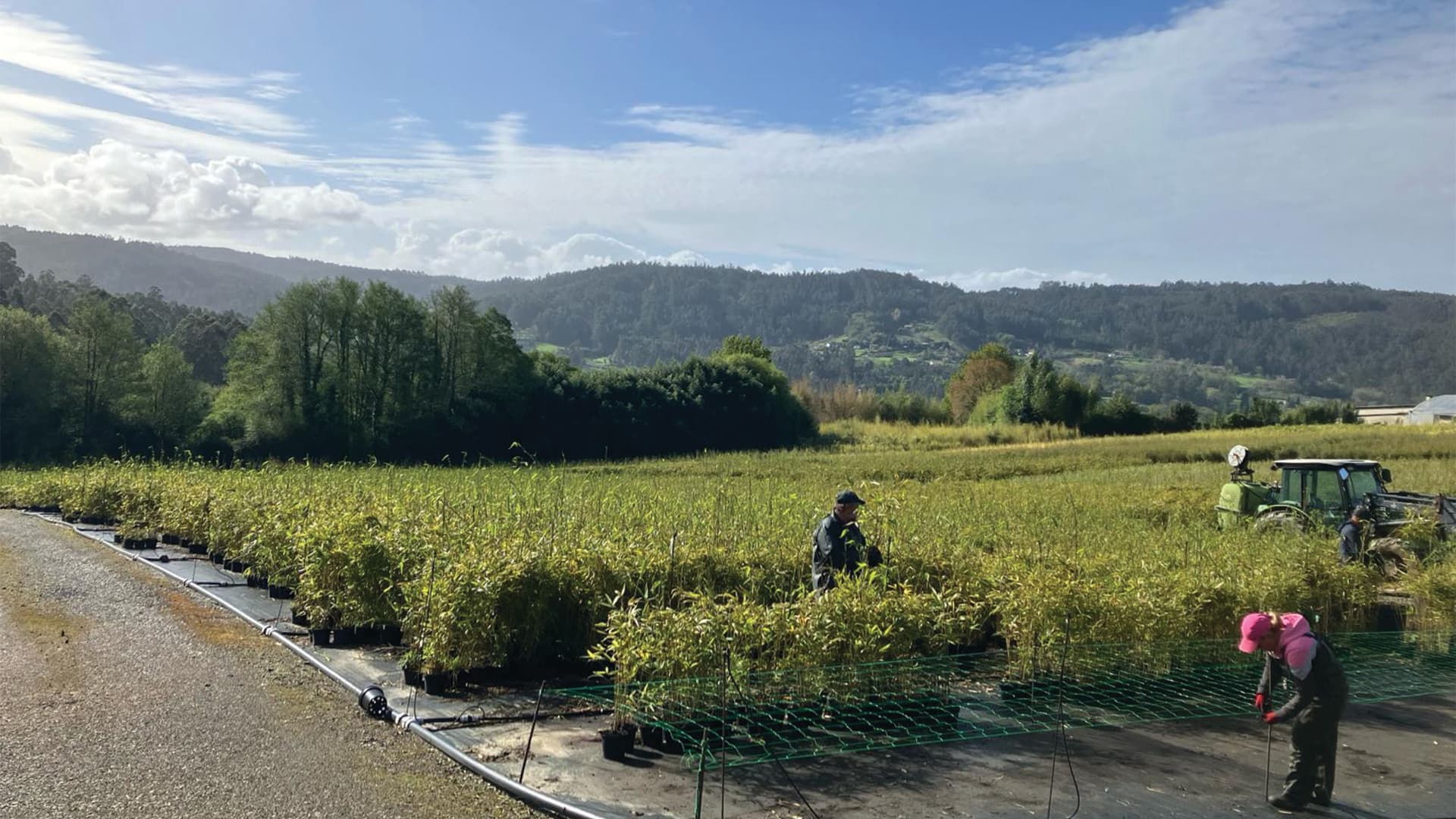 Bamboologic partnership