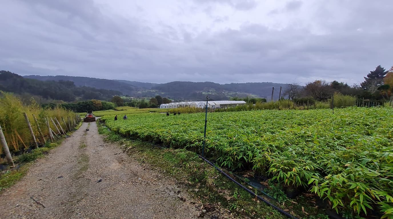 Viveros Atlántico nursery aerial view