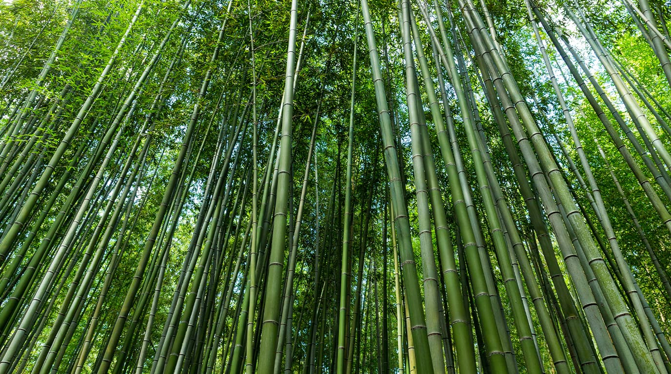 Phyllostachys bamboo